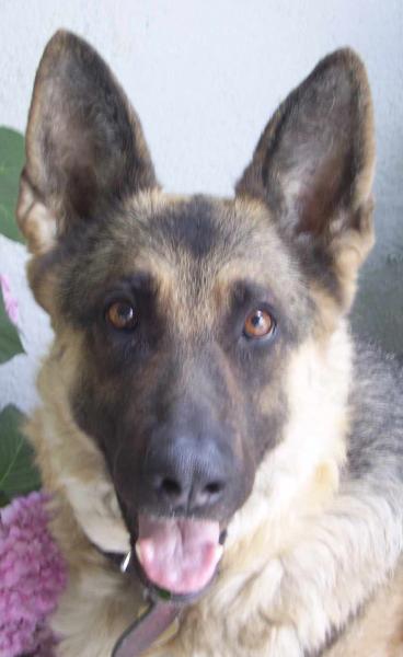 RITSY, ma chienne
